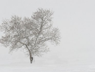 Love Heart Tree