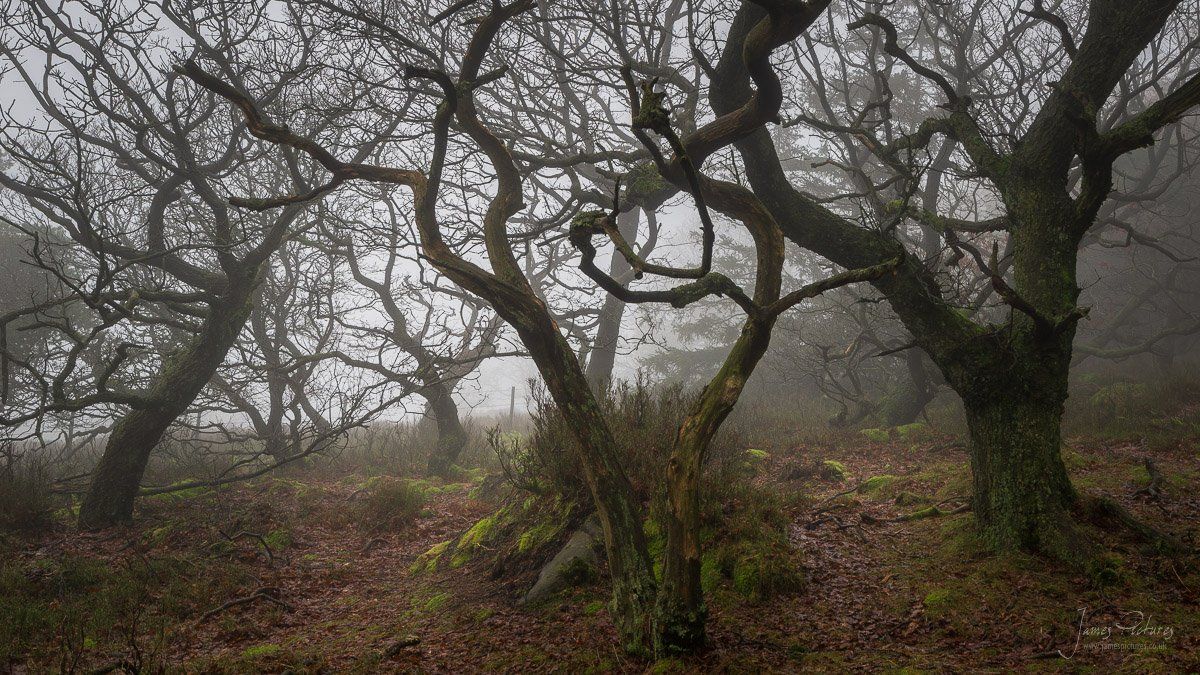 The Roaches Woodland