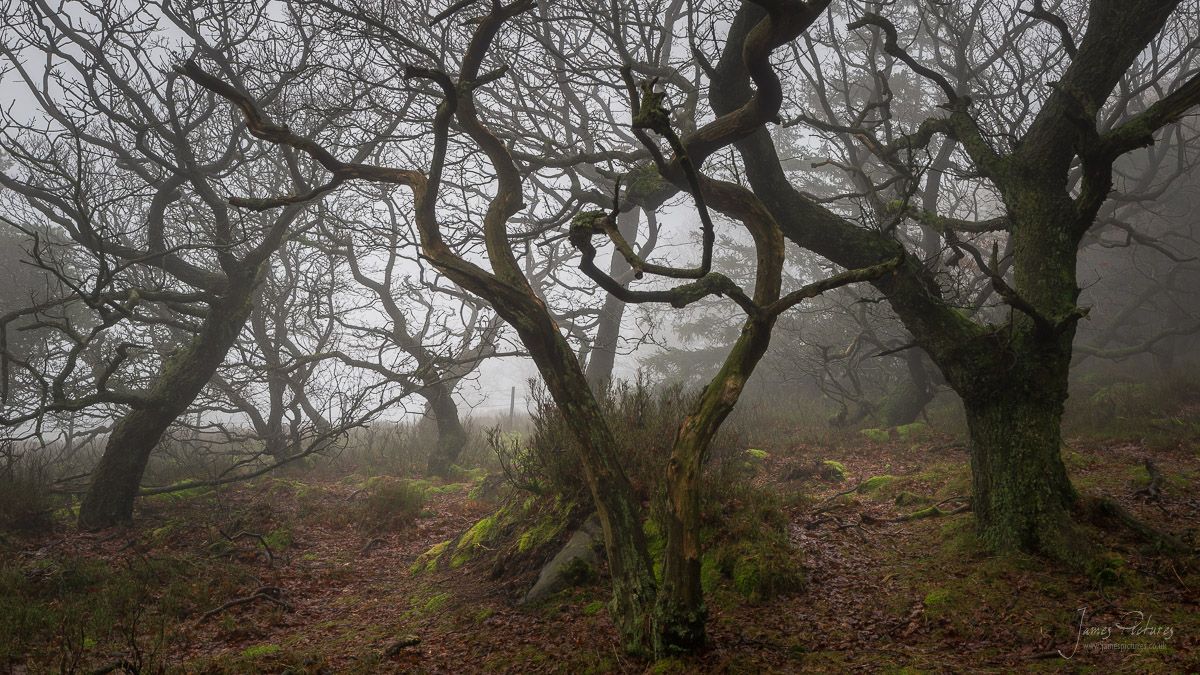 The Roaches Woodland