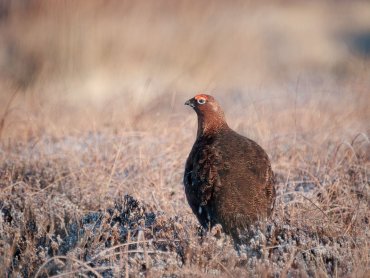 Grouse on Staffordshire Moorlands
