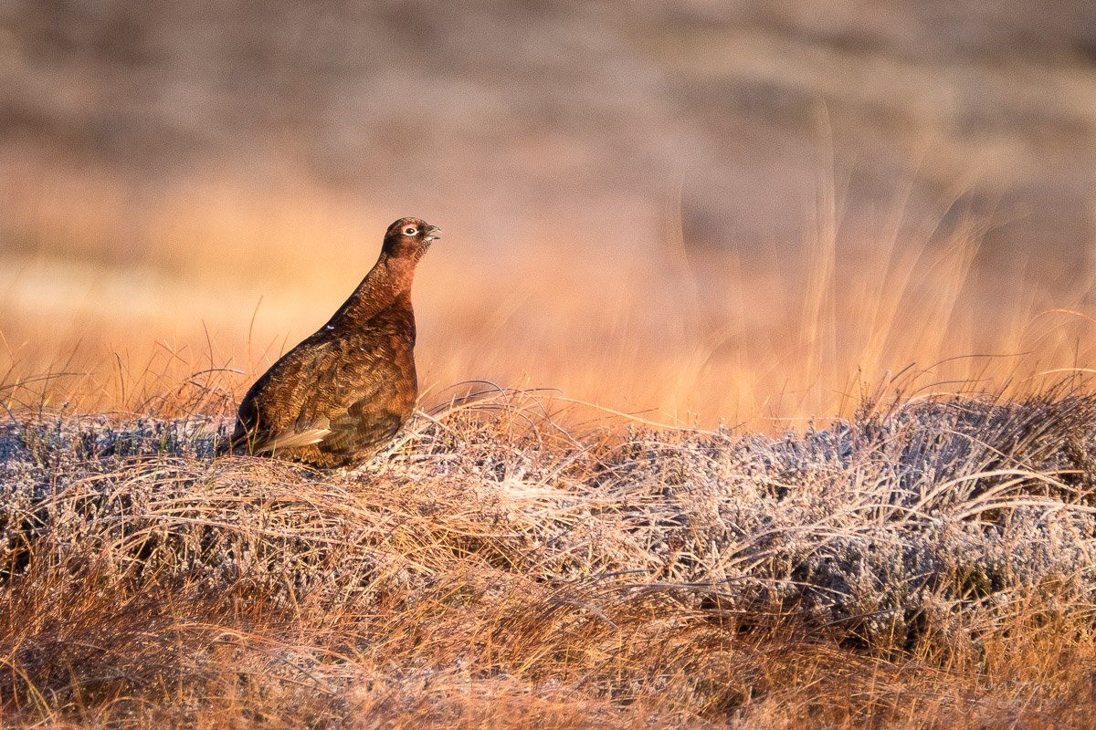 Peak Distric Grouse