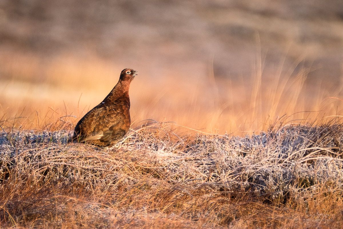 Peak Distric Grouse