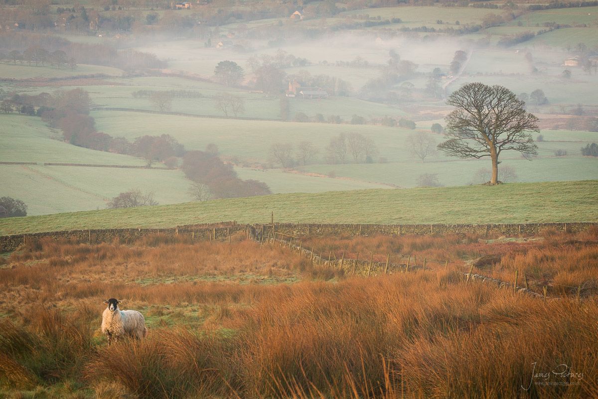 Staffordshire Moorland James Pictures