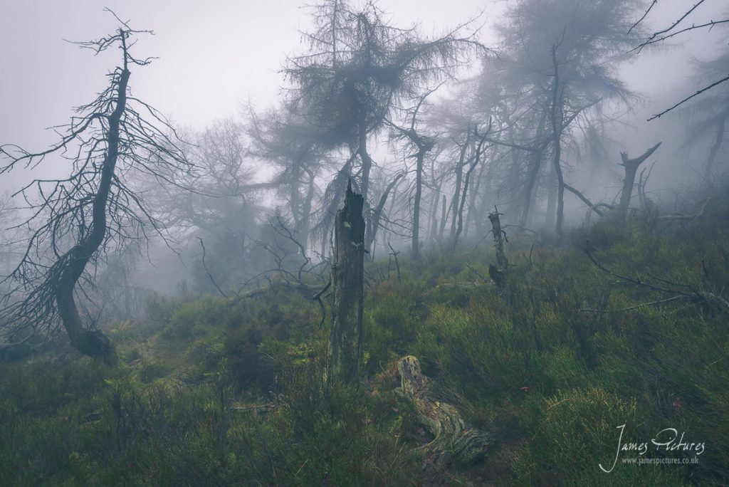 Fallen and dead wood under The Roaches make for eerie scenes.