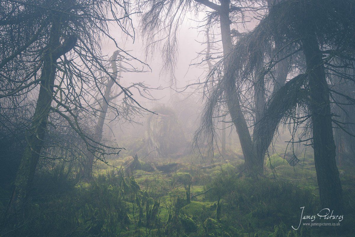 The mysterious roaches in the Peak District
