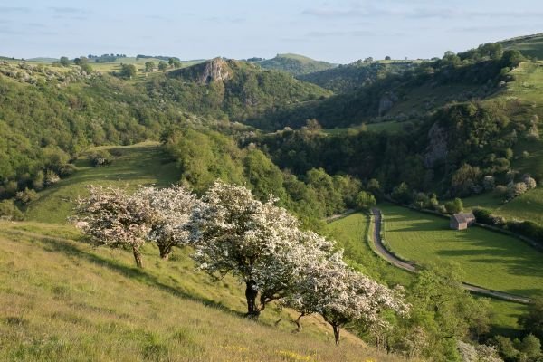 Manifold Valley Blossom