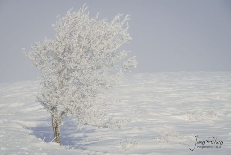 Blake Mere Tree Peak District
