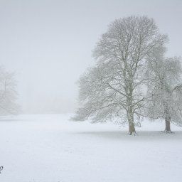 Illam Park  National Trust