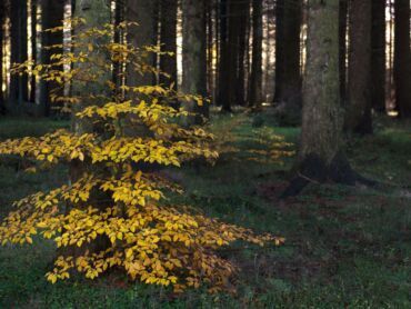 Macclesfield Forest
