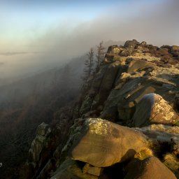 The Roaches