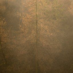 Pine Tree At The Roaches