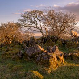 Roystone Rocks Peak District