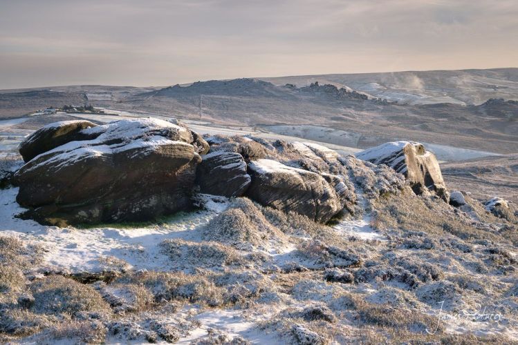 The Roaches And Snow