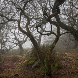 The Roaches Woodland