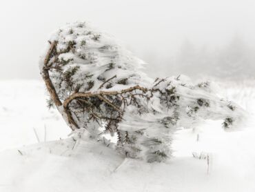 Wind Swept Bush On Morridge Moor