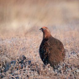 Grouse on Staffordshire Moorlands