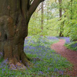 Parrots Drumble Staffordshire