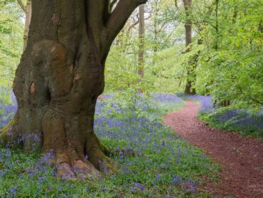 Parrots Drumble Staffordshire