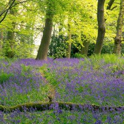 Parrots Drumble Wood - Staffordshire