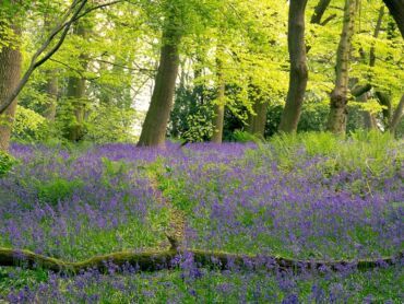 Parrots Drumble Wood - Staffordshire