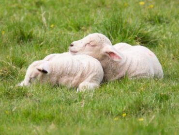 Sleeping Lambs