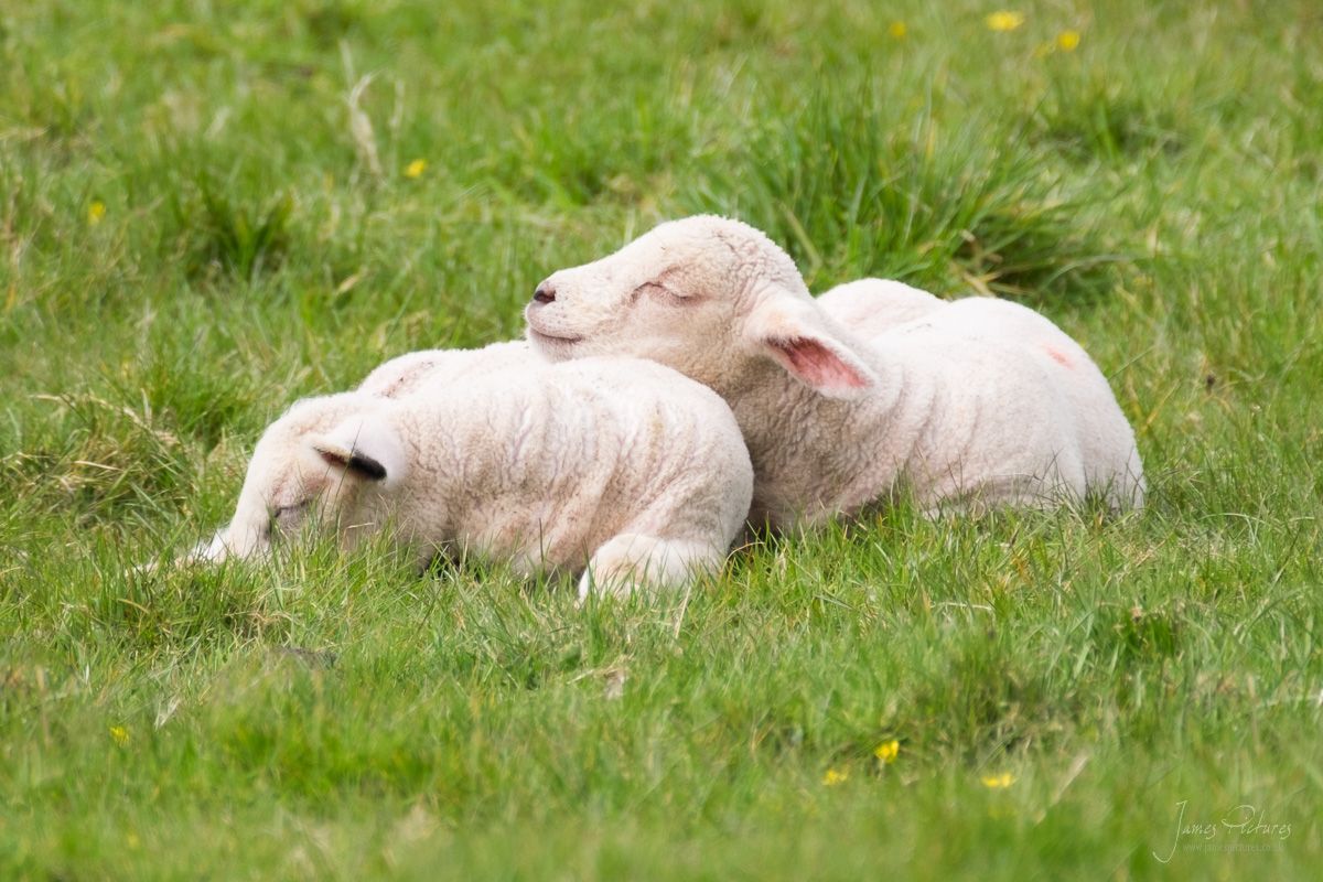Sleeping Lambs James Pictures