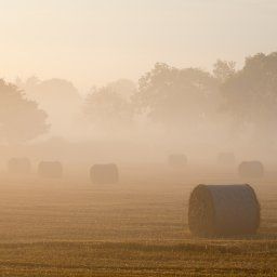 Stallington - Staffordshire