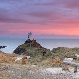 A stunning scene of the Llanddwyn Island at sunset, with the wild horses roaming around