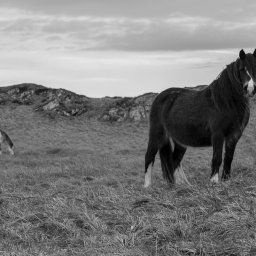 Wild horses roam Llanddwyn Island, they can be a little skittish at times so caution is needed if you want to try and photography them, or a wide zoom lens.