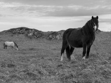 Wild horses roam Llanddwyn Island, they can be a little skittish at times so caution is needed if you want to try and photography them, or a wide zoom lens.